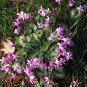 Rare Cyclamen Persicum Wild Species Pale Pink White Magenta Nose Flower 10 Seeds