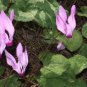 Rare Cyclamen Persicum Wild Species Pale Pink White Magenta Nose Flower 10 Seeds