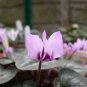 Rare Cyclamen Persicum Wild Species Pale Pink White Magenta Nose Flower 10 Seeds