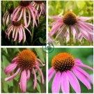 Rare 'Rain Stone' Pink Echinacea Coneflowers 200 Seeds