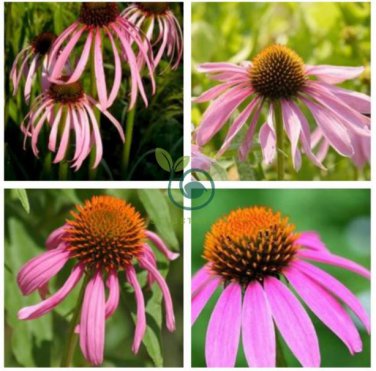 Rare 'Rain Stone' Pink Echinacea Coneflowers 200 Seeds