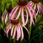Rare 'Rain Stone' Pink Echinacea Coneflowers 200 Seeds
