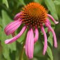 Rare 'Rain Stone' Pink Echinacea Coneflowers 200 Seeds