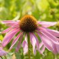 Rare 'Rain Stone' Pink Echinacea Coneflowers 200 Seeds
