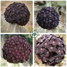 Heirloom Rare Dark Red Groudcover Chrysanthemum Flowers 500 Seeds
