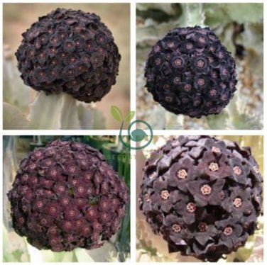 Heirloom Rare Dark Red Groudcover Chrysanthemum Flowers 500 Seeds