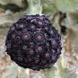 Heirloom Rare Dark Red Groudcover Chrysanthemum Flowers 500 Seeds