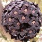 Heirloom Rare Dark Red Groudcover Chrysanthemum Flowers 500 Seeds