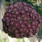 Heirloom Rare Dark Red Groudcover Chrysanthemum Flowers 500 Seeds