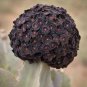 Heirloom Rare Dark Red Groudcover Chrysanthemum Flowers 500 Seeds