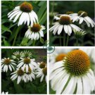 Rare Middle-sized White Echinacea Coneflower Perennial Plants 200 Seeds