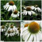 Rare Middle-sized White Echinacea Coneflower Perennial Plants 200 Seeds