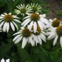 Rare Middle-sized White Echinacea Coneflower Perennial Plants 200 Seeds