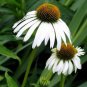 Rare Middle-sized White Echinacea Coneflower Perennial Plants 200 Seeds