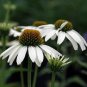 Rare Middle-sized White Echinacea Coneflower Perennial Plants 200 Seeds