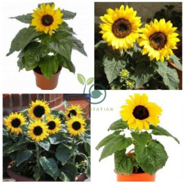 Heirloom Bonsai Short-stem Balcony Yellow Sunflowers 30 Seeds