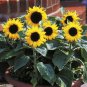 Heirloom Bonsai Short-stem Balcony Yellow Sunflowers 30 Seeds