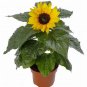 Heirloom Bonsai Short-stem Balcony Yellow Sunflowers 30 Seeds