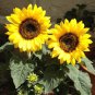 Heirloom Bonsai Short-stem Balcony Yellow Sunflowers 30 Seeds