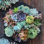 Mixed Succulents Rare Plant 60 Seeds
