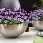 Trailing Winter Flowering Cool Wave Violet Wing 40 Seeds