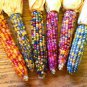Heirloom Big Haierbin Colorful Sticky Corn Organic 20 Seeds