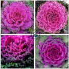 Flower Seeds Garden Ornamental Plants Brassica Oleracea 120 Seeds