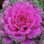Flower Seeds Garden Ornamental Plants Brassica Oleracea 120 Seeds