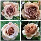 Unique Chocolate Coffee Rose Flower 100 Seeds