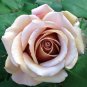 Unique Chocolate Coffee Rose Flower 100 Seeds