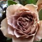 Unique Chocolate Coffee Rose Flower 100 Seeds
