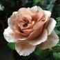 Unique Chocolate Coffee Rose Flower 100 Seeds