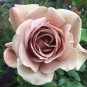 Unique Chocolate Coffee Rose Flower 100 Seeds