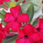 Rare 'fireball' Adenium Desert rose 4 Seeds