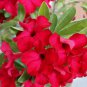 Rare 'fireball' Adenium Desert rose 4 Seeds