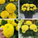 Yellow African Marigold French Marigold 200 Seeds