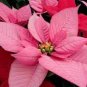 Poinsettia Pinkish White and Light Pink Color 200 Seeds