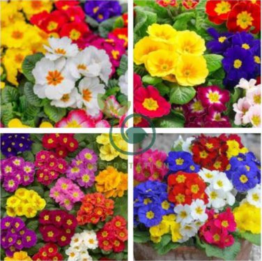 Primrose Primula Mixed Pink Purple White Flowers  200 Seeds