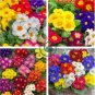 Primrose Primula Mixed Pink Purple White Flowers  200 Seeds