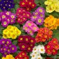Primrose Primula Mixed Pink Purple White Flowers  200 Seeds