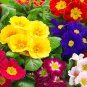 Primrose Primula Mixed Pink Purple White Flowers  200 Seeds