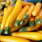 Yellow Zucchini Summer Squash Cucurbita Pepo Vegetable 16 Seeds
