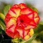 Imported 'Dazzling Girl' Colorful Adenium Desert Rose 4 Seeds