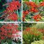 CROCOSMIA Lucifer Plant 100 Seeds