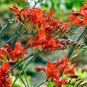 CROCOSMIA Lucifer Plant 100 Seeds