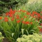 CROCOSMIA Lucifer Plant 100 Seeds
