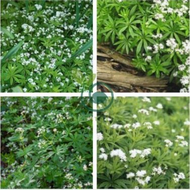 Galium Odoratum Shade White Flower 40 Seeds