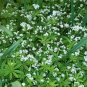 Galium Odoratum Shade White Flower 40 Seeds