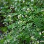 Galium Odoratum Shade White Flower 40 Seeds