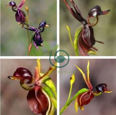 Flying Duck Orchid 400 Seeds